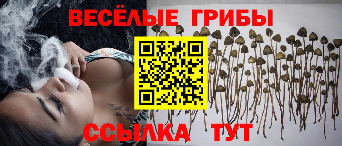 Кунгур  купить наркотики сайты  Вход с VPN  Псилоцибиновые грибы прущие грибы  Псилоцибиновые грибы Psilocybine cubensis 